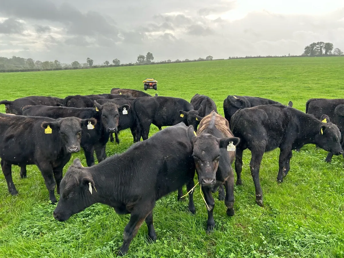 Angus weanlings - Image 2