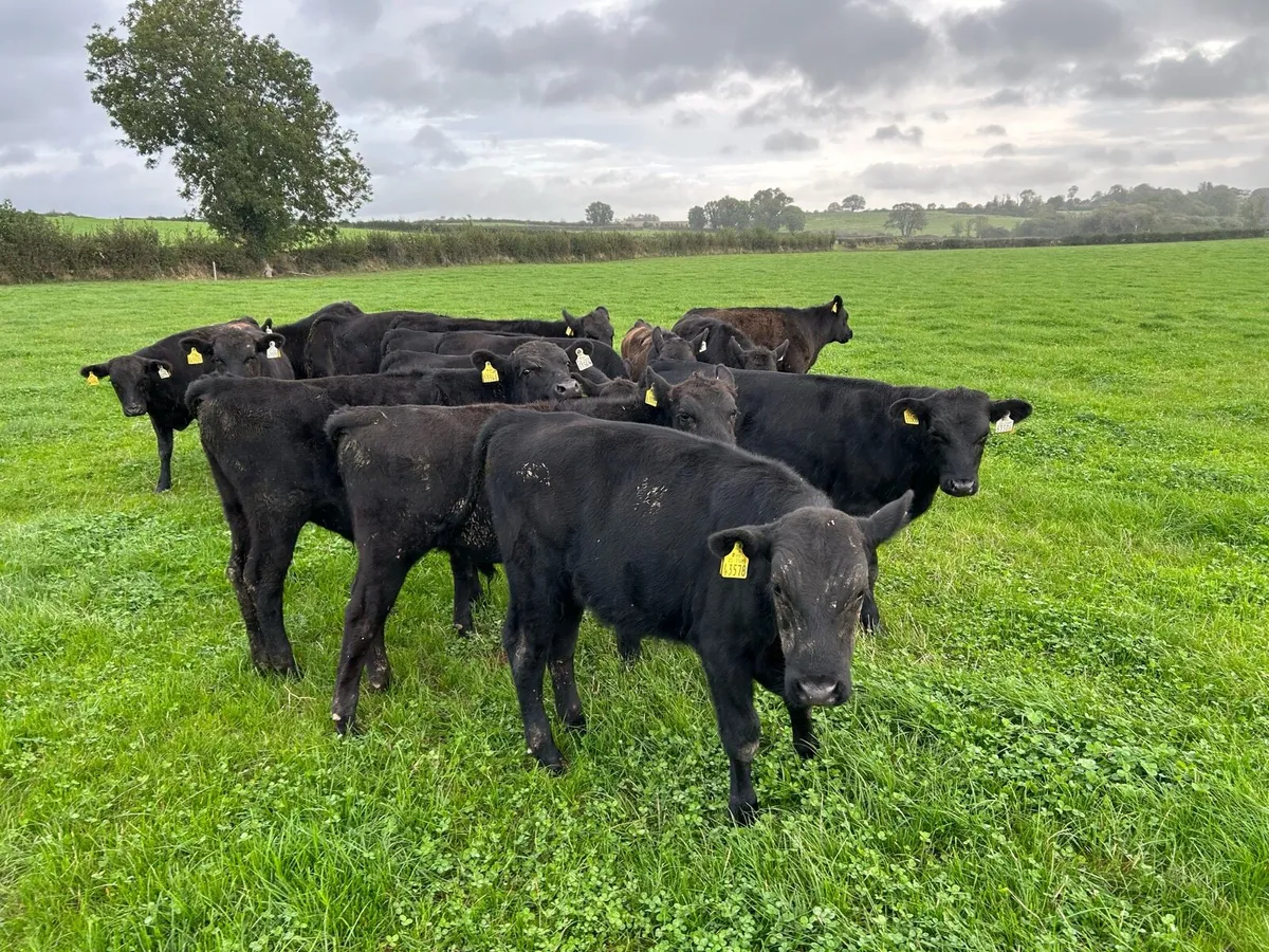 Angus weanlings - Image 1
