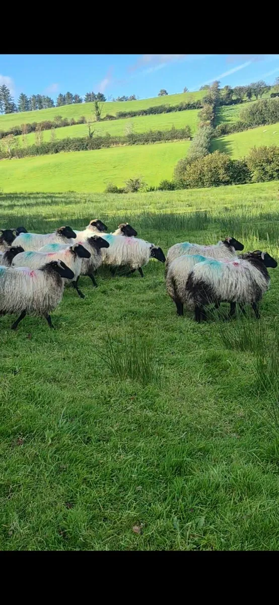 Ewe lambs - Image 2