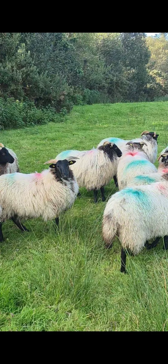 Ewe lambs - Image 1