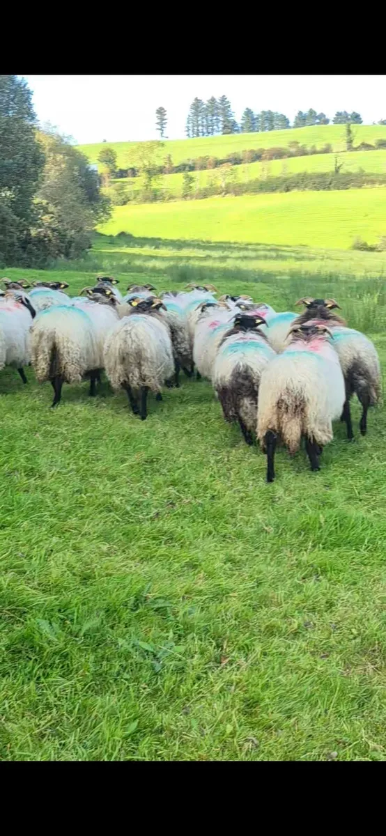 Ewe lambs - Image 3