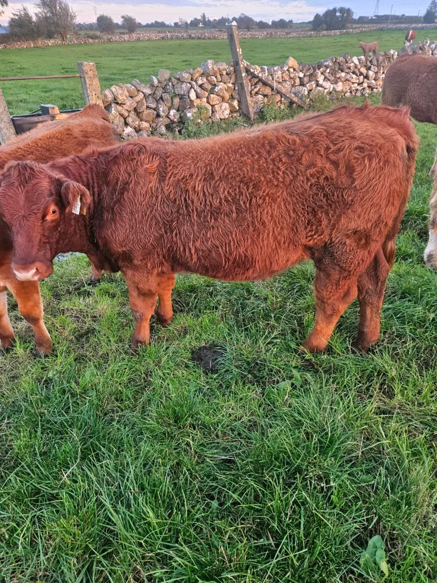 Limousine and charolais weinlings - Image 4