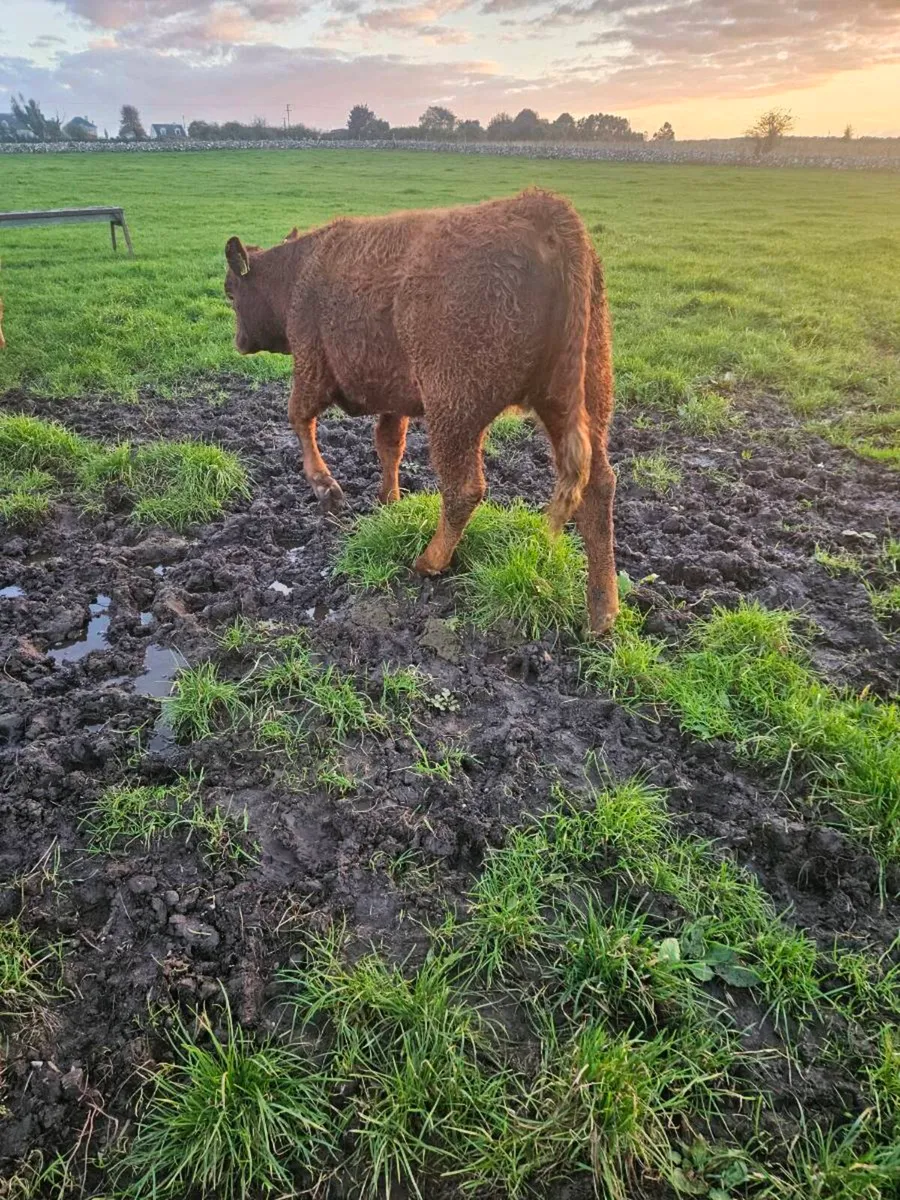 Limousine and charolais weinlings - Image 1