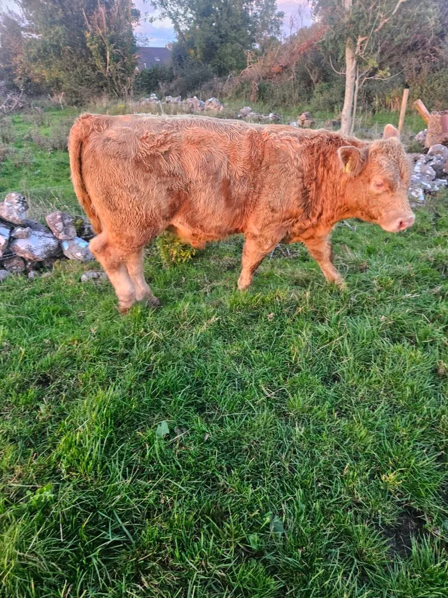 Limousine and charolais weinlings - Image 2