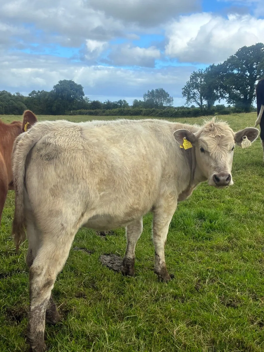 Two weanling heifers - Image 1