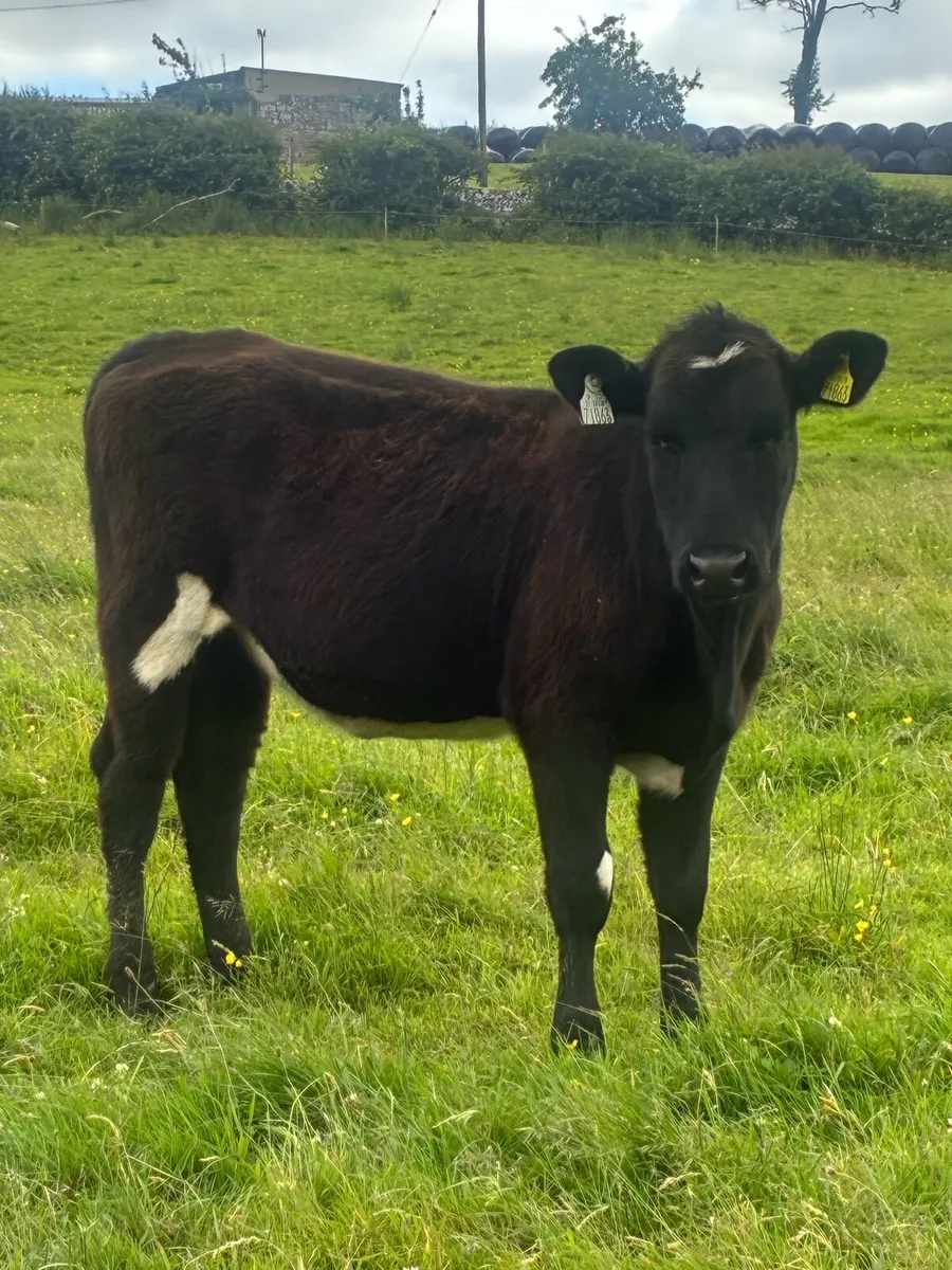 Two weanling heifers - Image 2