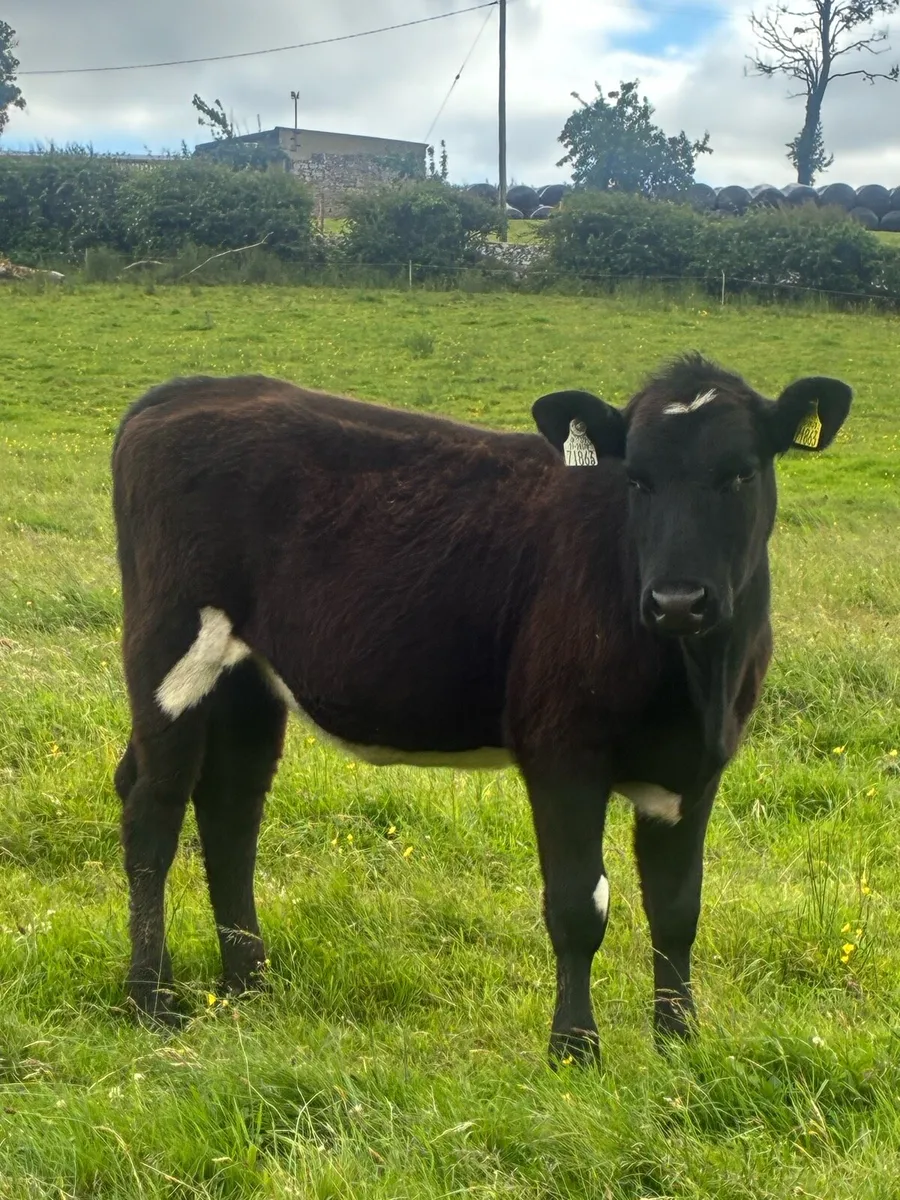 Two weanling heifers - Image 3