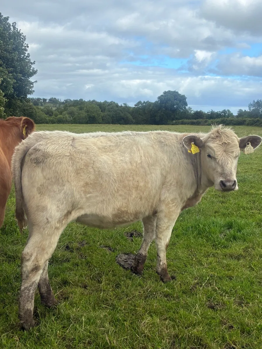 Two weanling heifers - Image 4