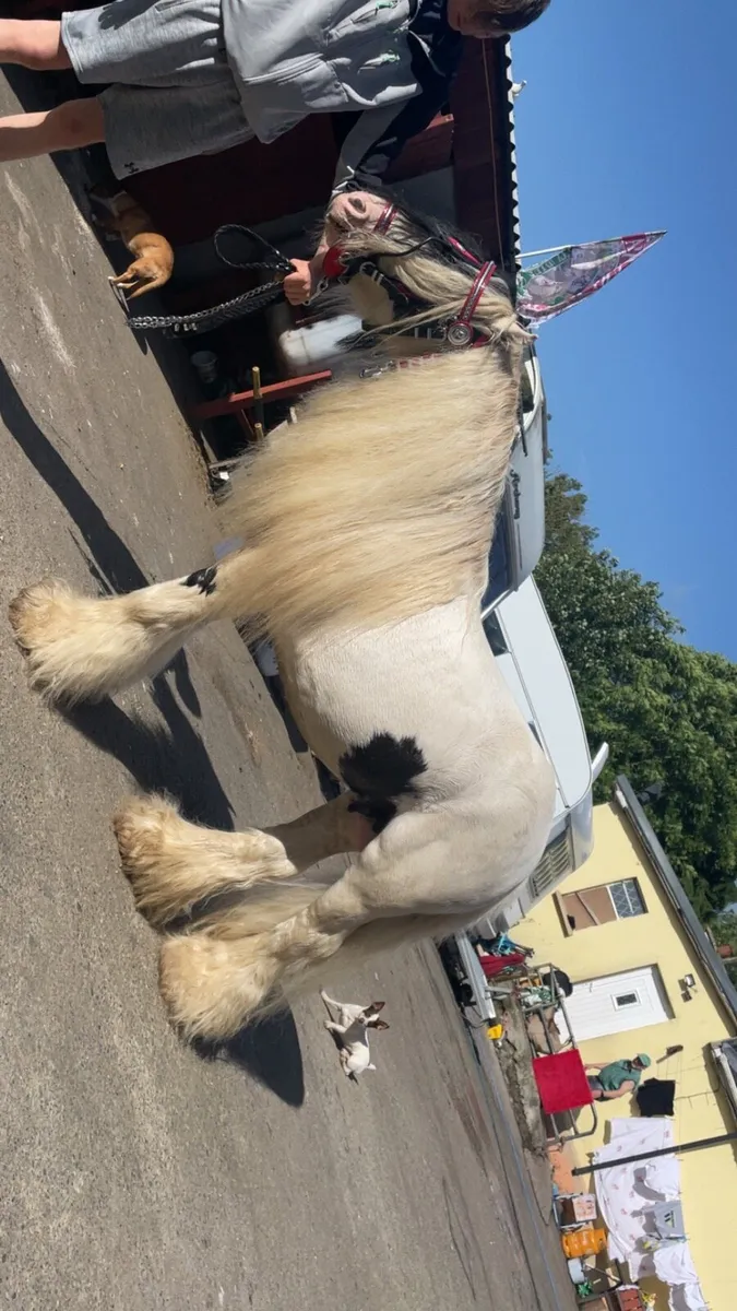 Stallion at stud 11hh - Image 1