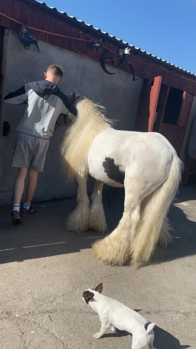Stallion at stud 11hh - Image 2