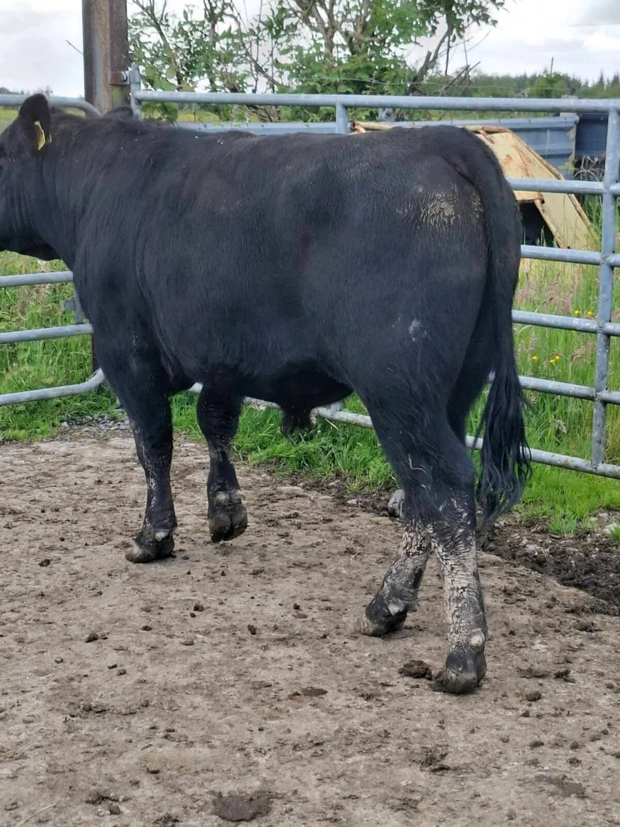 Angus Bull - Image 2