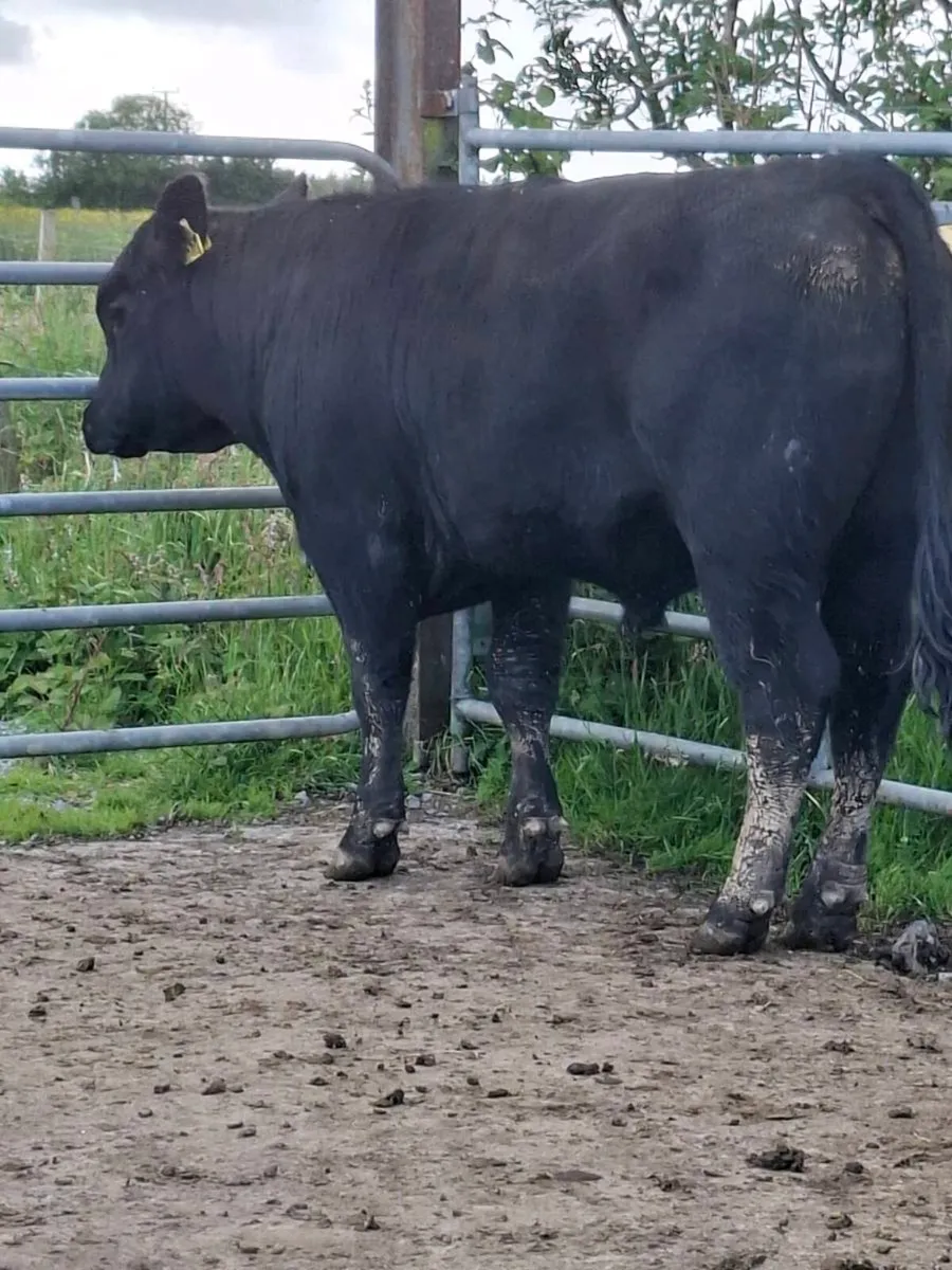 Angus Bull - Image 3
