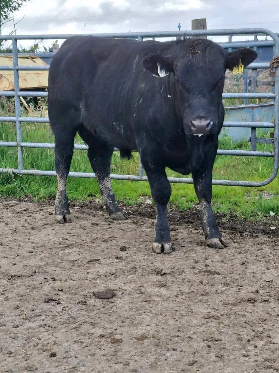 Angus Bull - Image 1