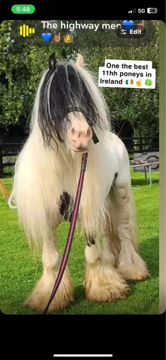 Stallion at stud 11hh - Image 4