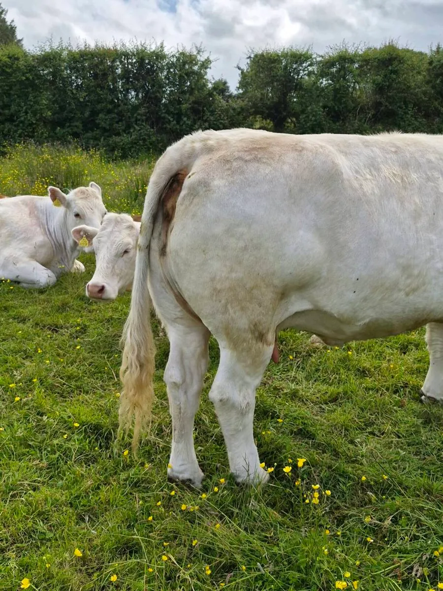 Cows - Image 2