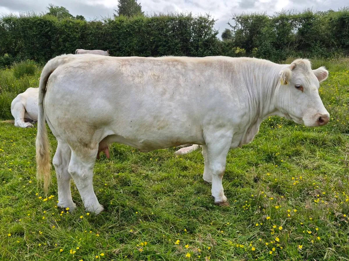 Cows - Image 1