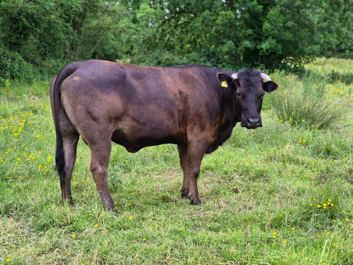 Cows - Image 3
