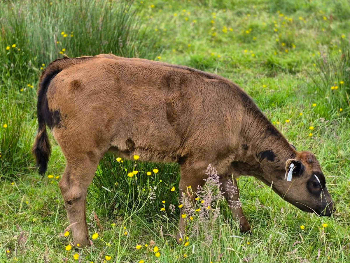 Cows - Image 4