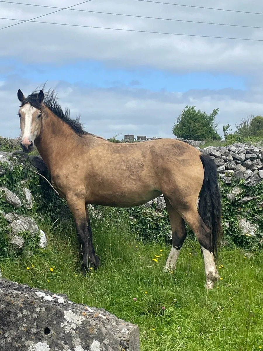 Dun Filly for Sale - Image 1