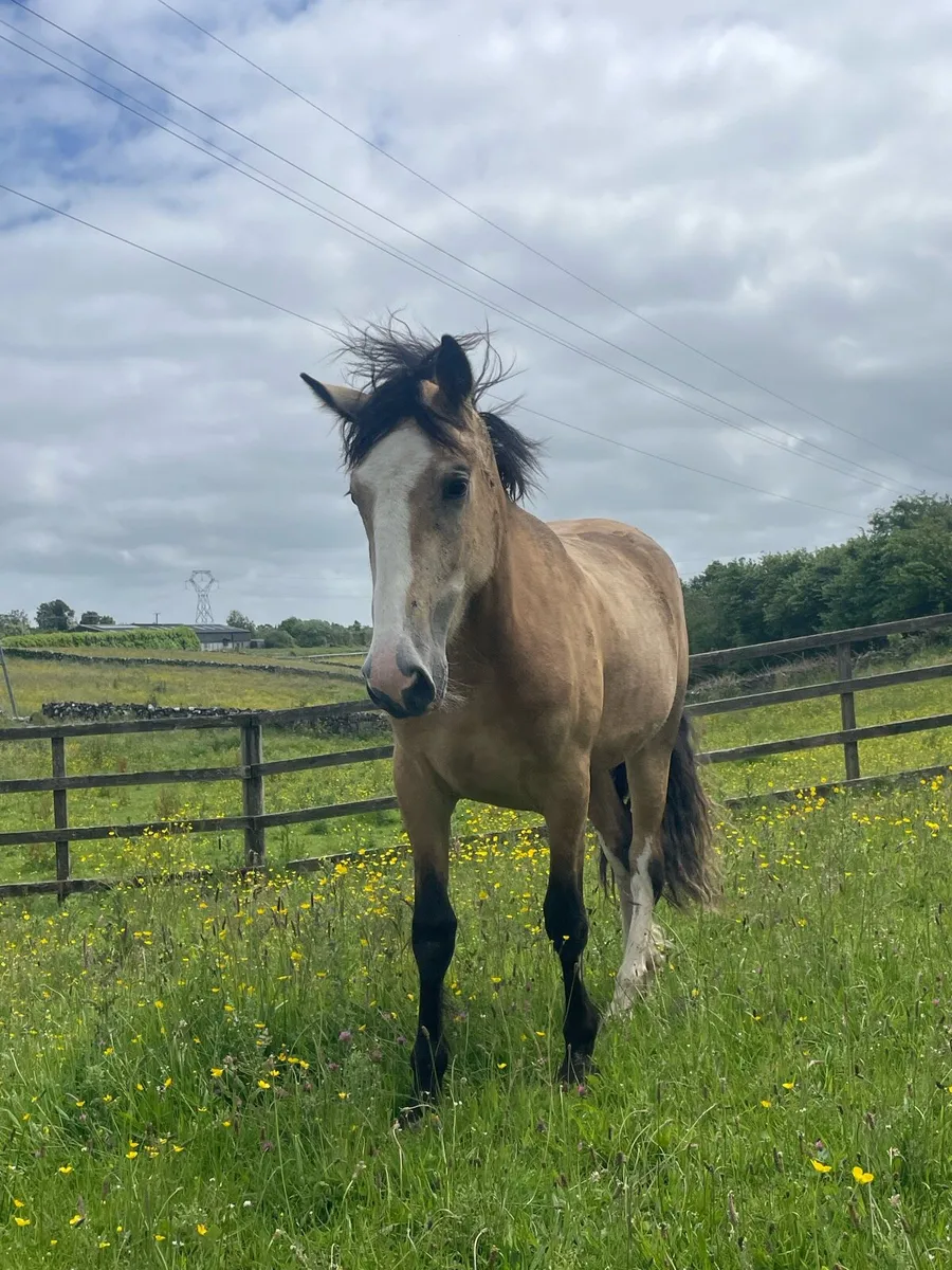 Dun Filly for Sale - Image 2