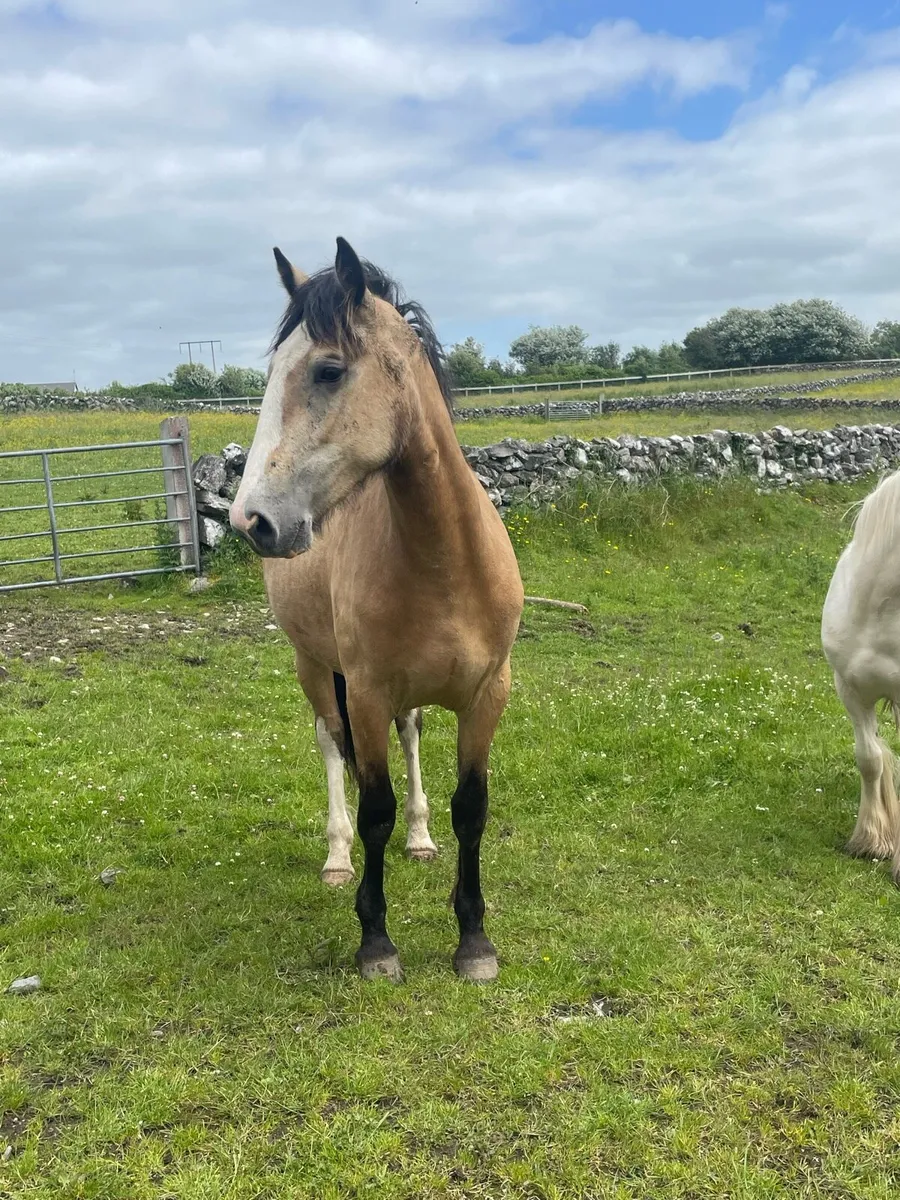 Dun Filly for Sale - Image 3