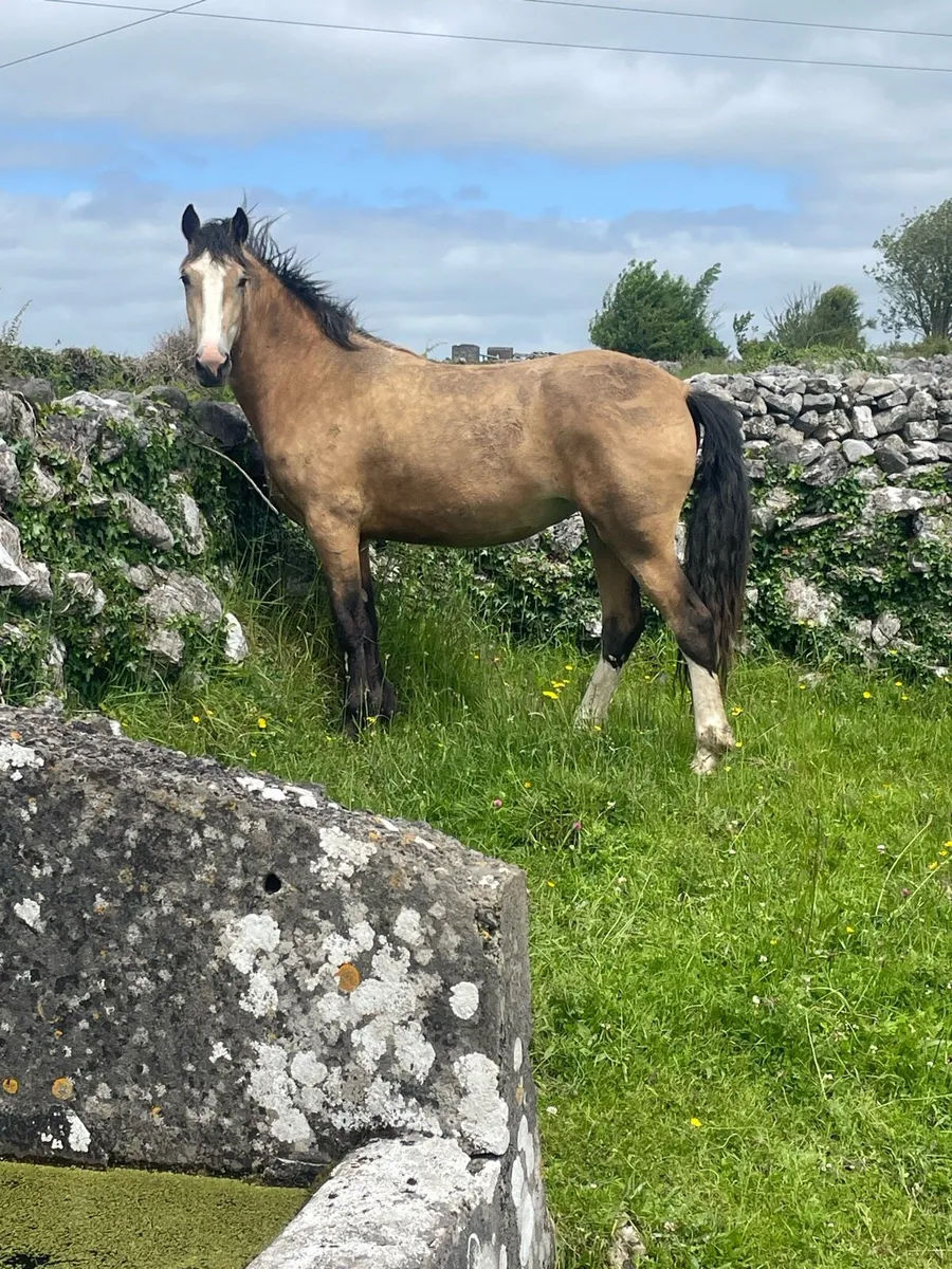 Dun Filly for Sale - Image 4