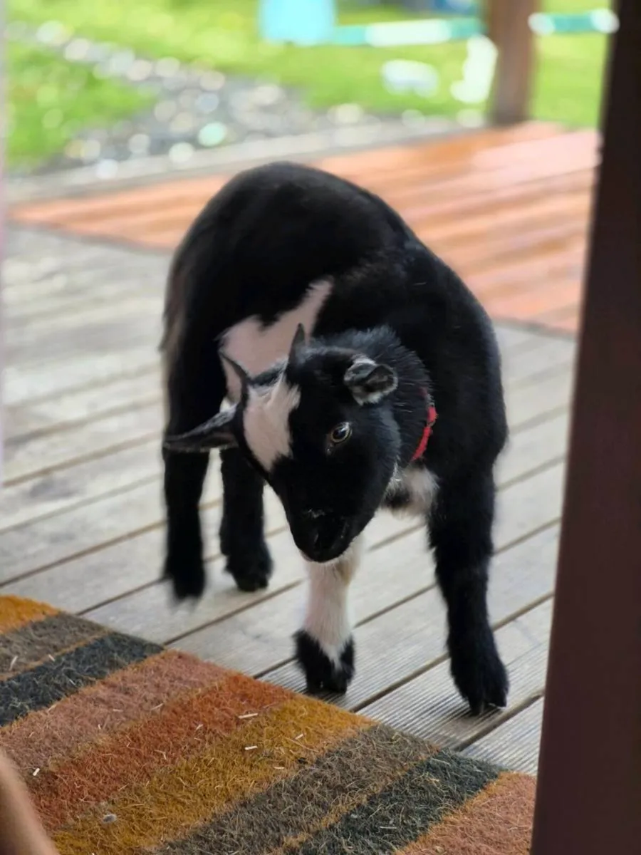 Pygmy Goats - Image 2