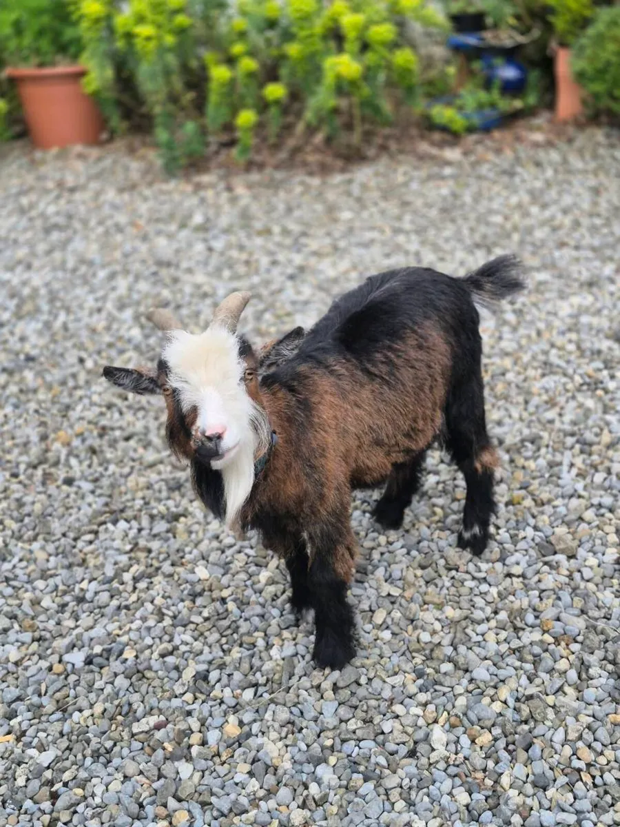 Pygmy Goats - Image 3