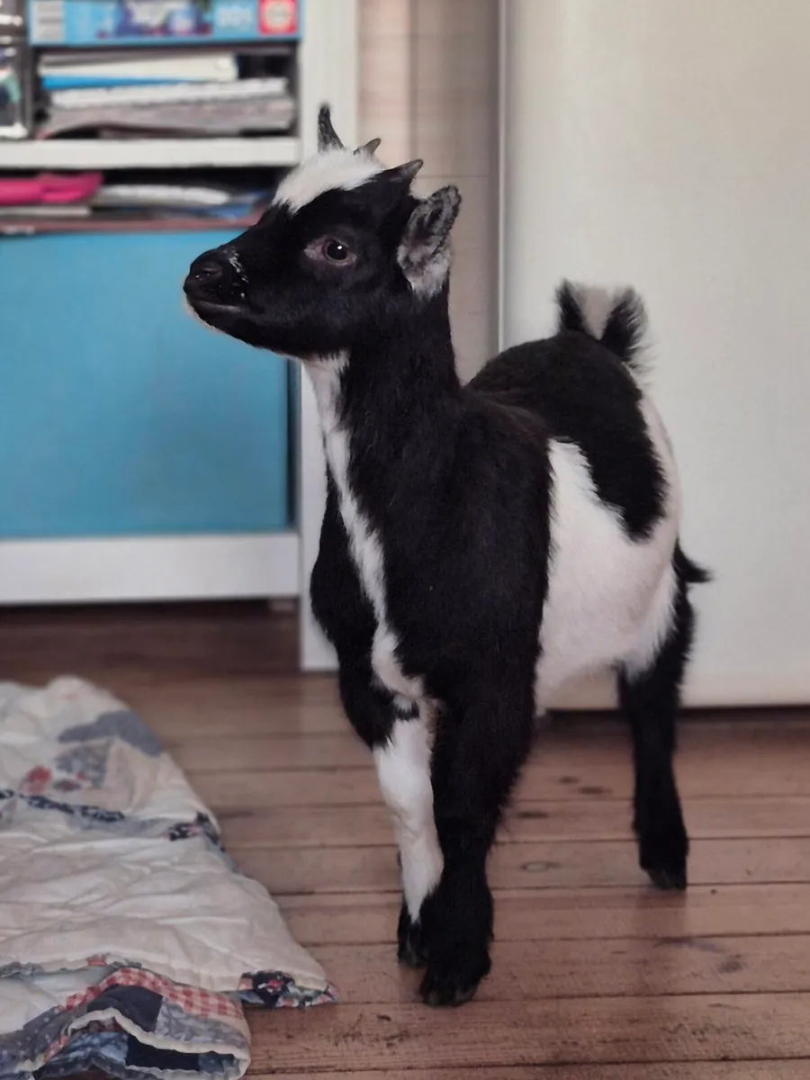 Pygmy Goats - Image 1