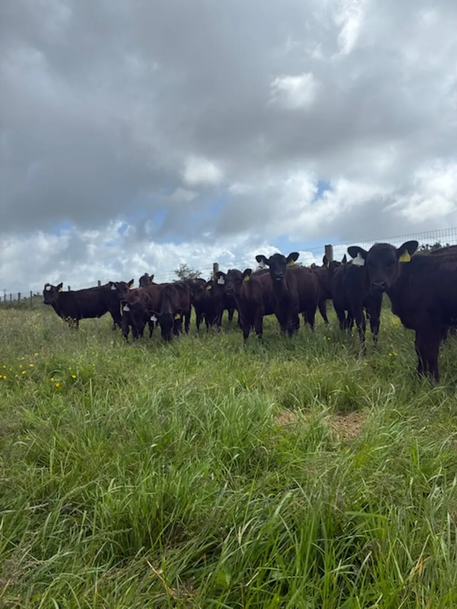 20 AA heifers - Image 1