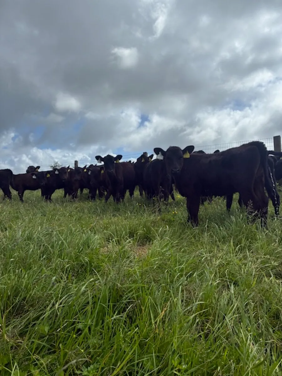 20 AA heifers - Image 2