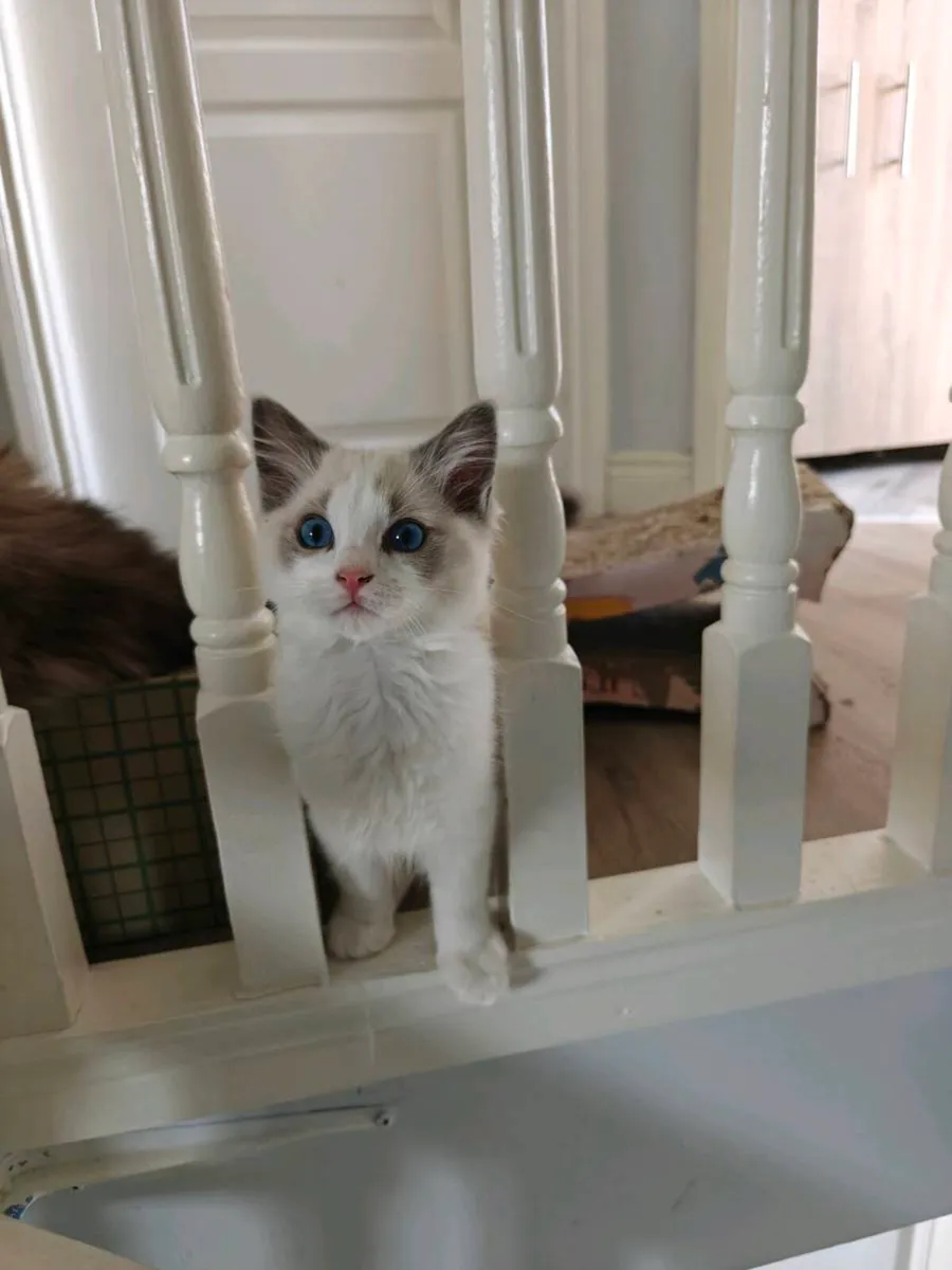 Ragdoll kittens - Image 2
