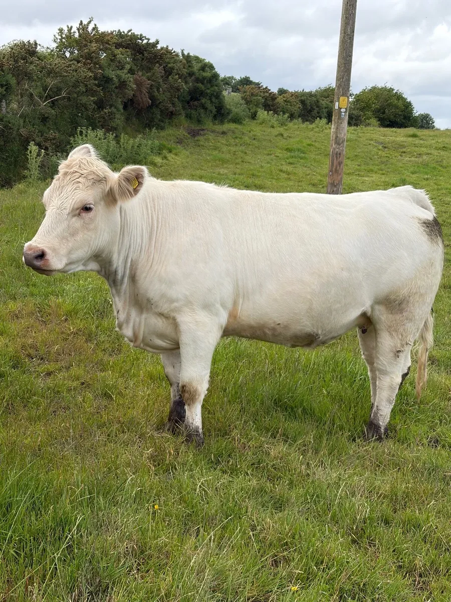 In calf Heifers - Image 1