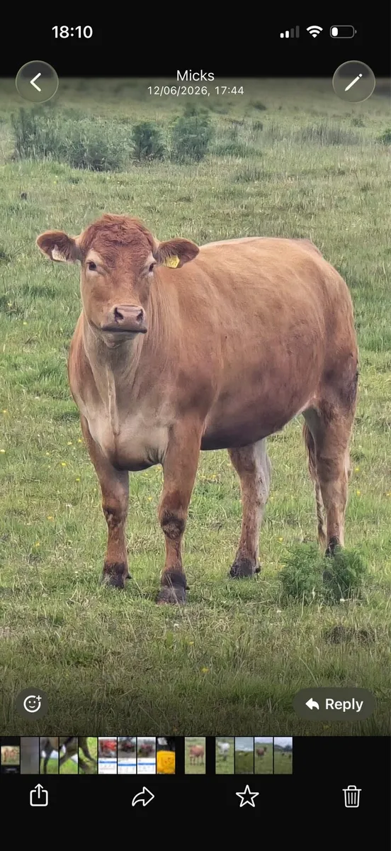 In calf Heifers - Image 2