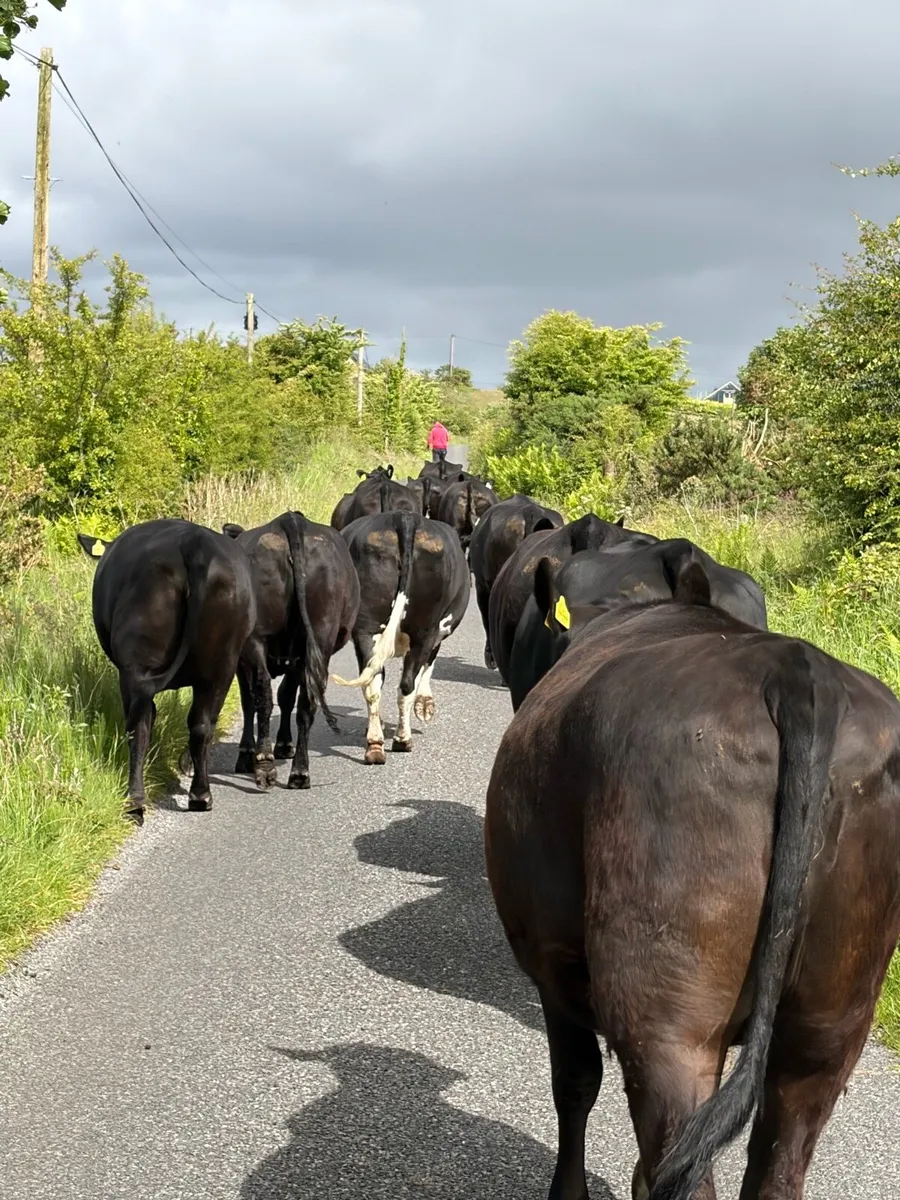 In calf Heifers - Image 4