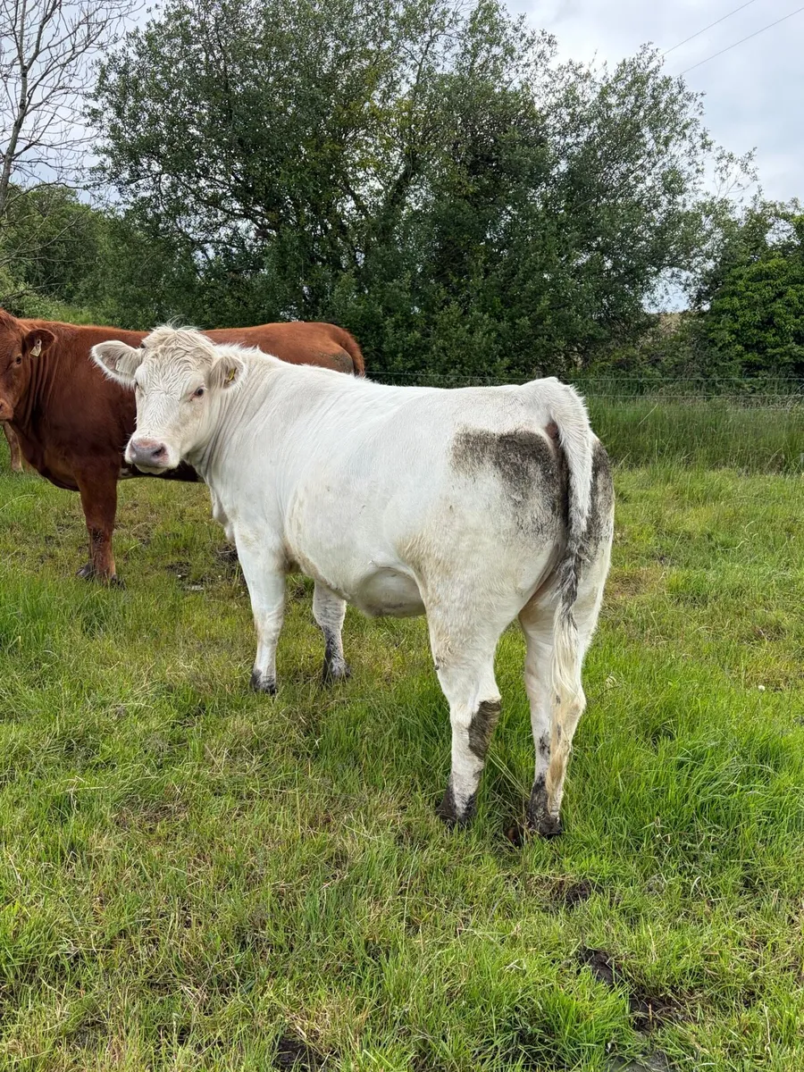 In calf Heifers - Image 3