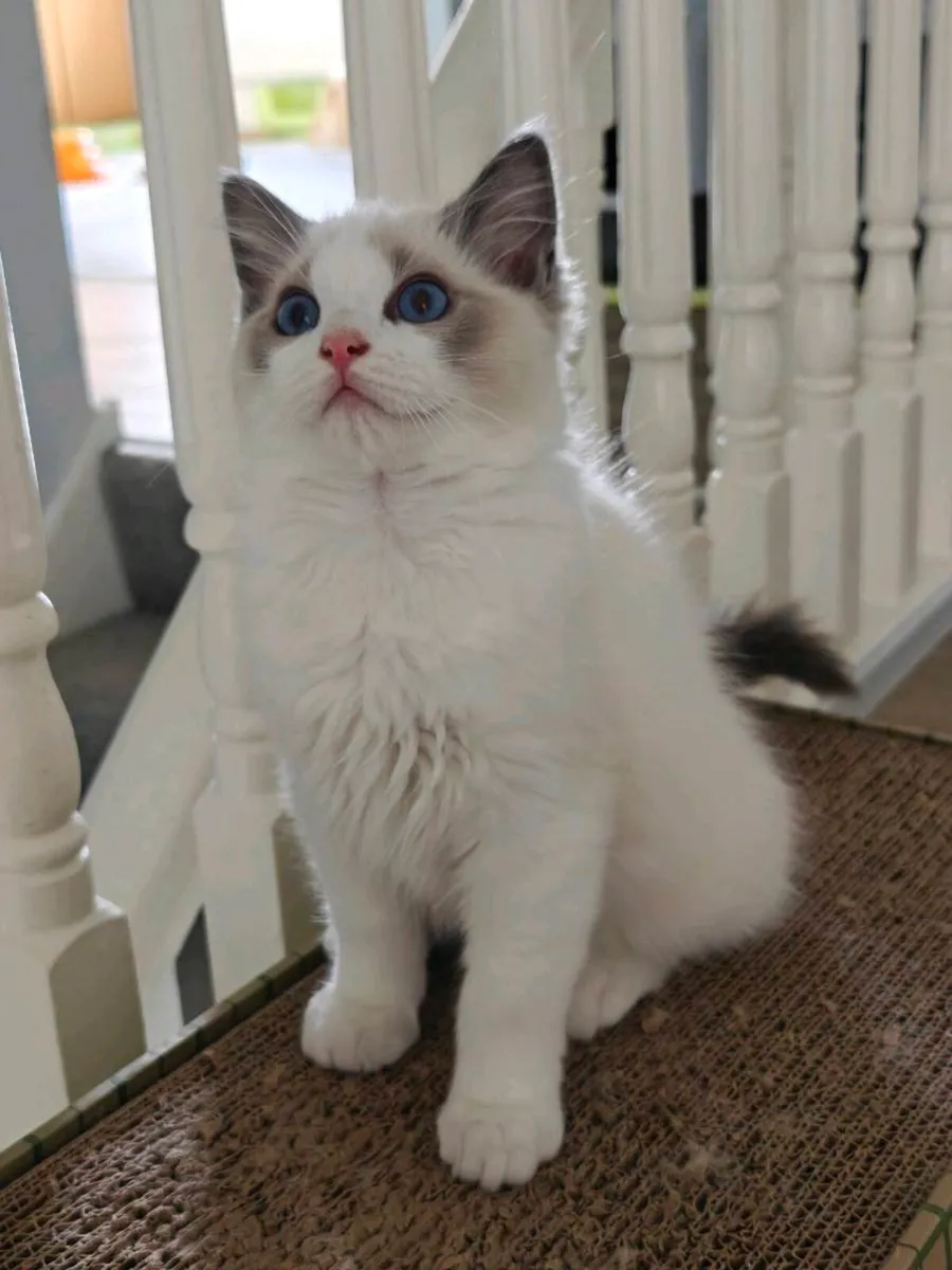 Ragdoll kittens - Image 1