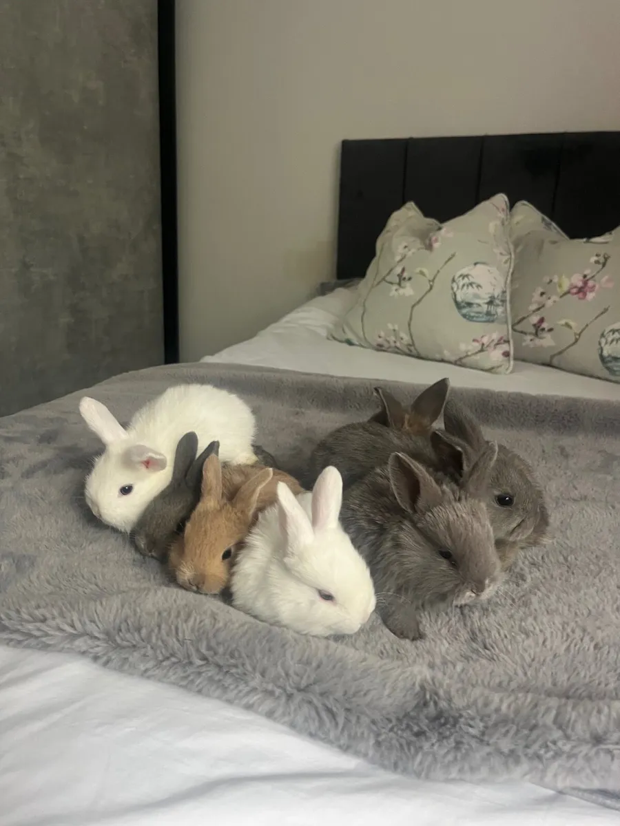 baby rabbits - Image 1