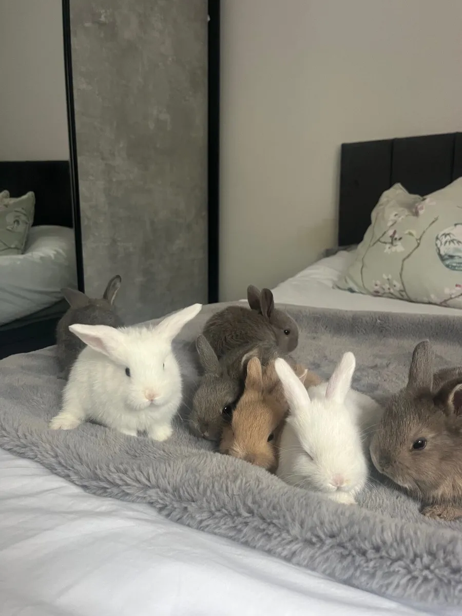 baby rabbits - Image 3