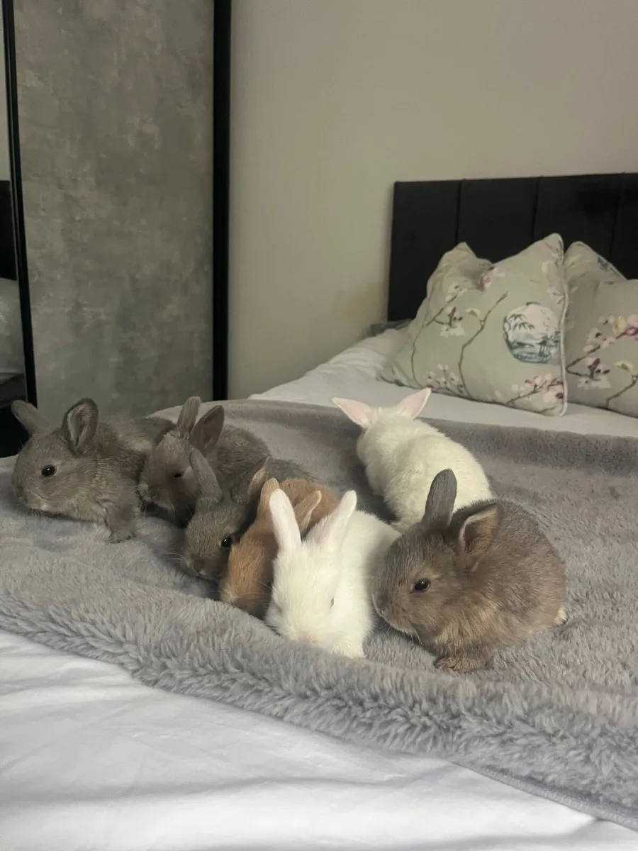 baby rabbits - Image 4
