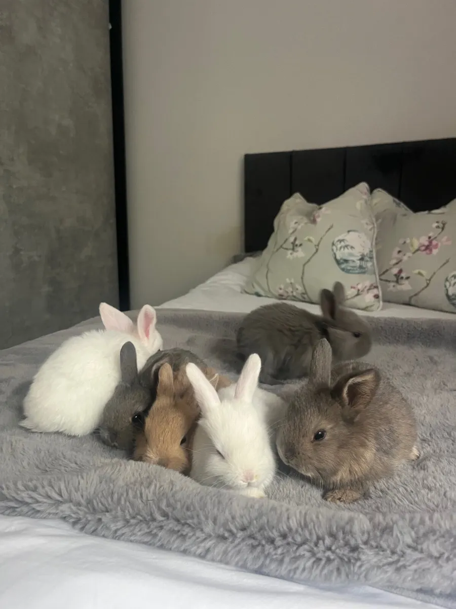 baby rabbits - Image 2