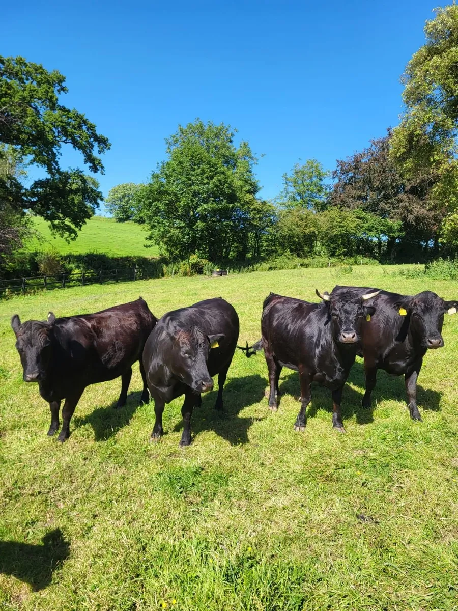 4 Pedigree Dexter heifers Bandon 15th June - Image 1