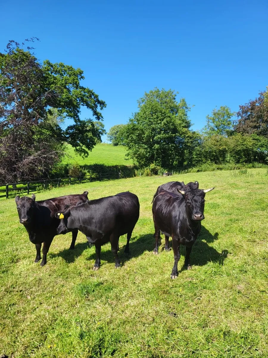 4 Pedigree Dexter heifers Bandon 15th June - Image 2
