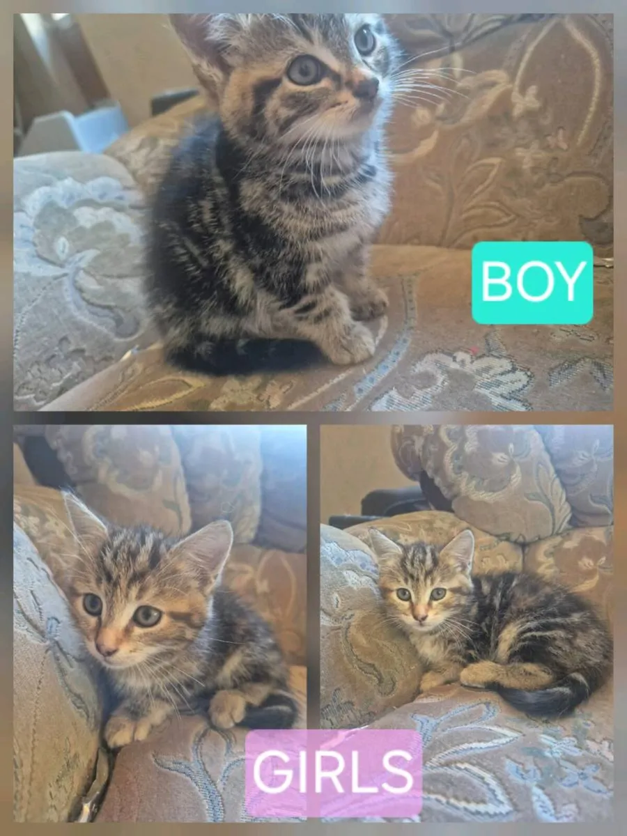 Kittens