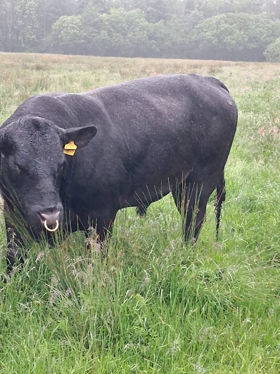 Bull PB - Image 1