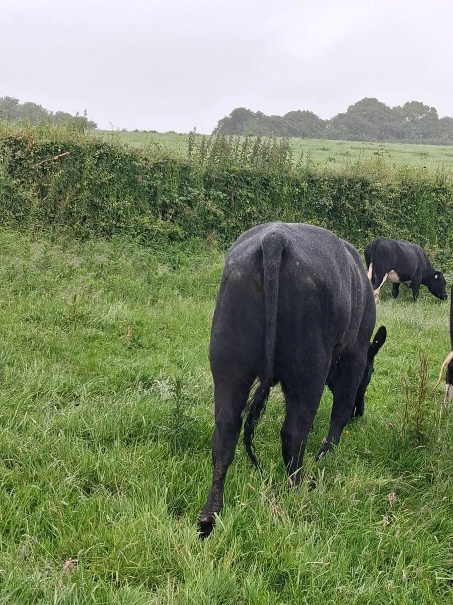 Bull PB - Image 2