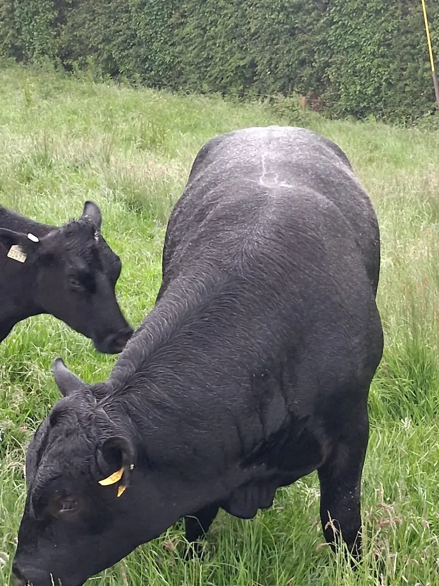 Bull PB - Image 3