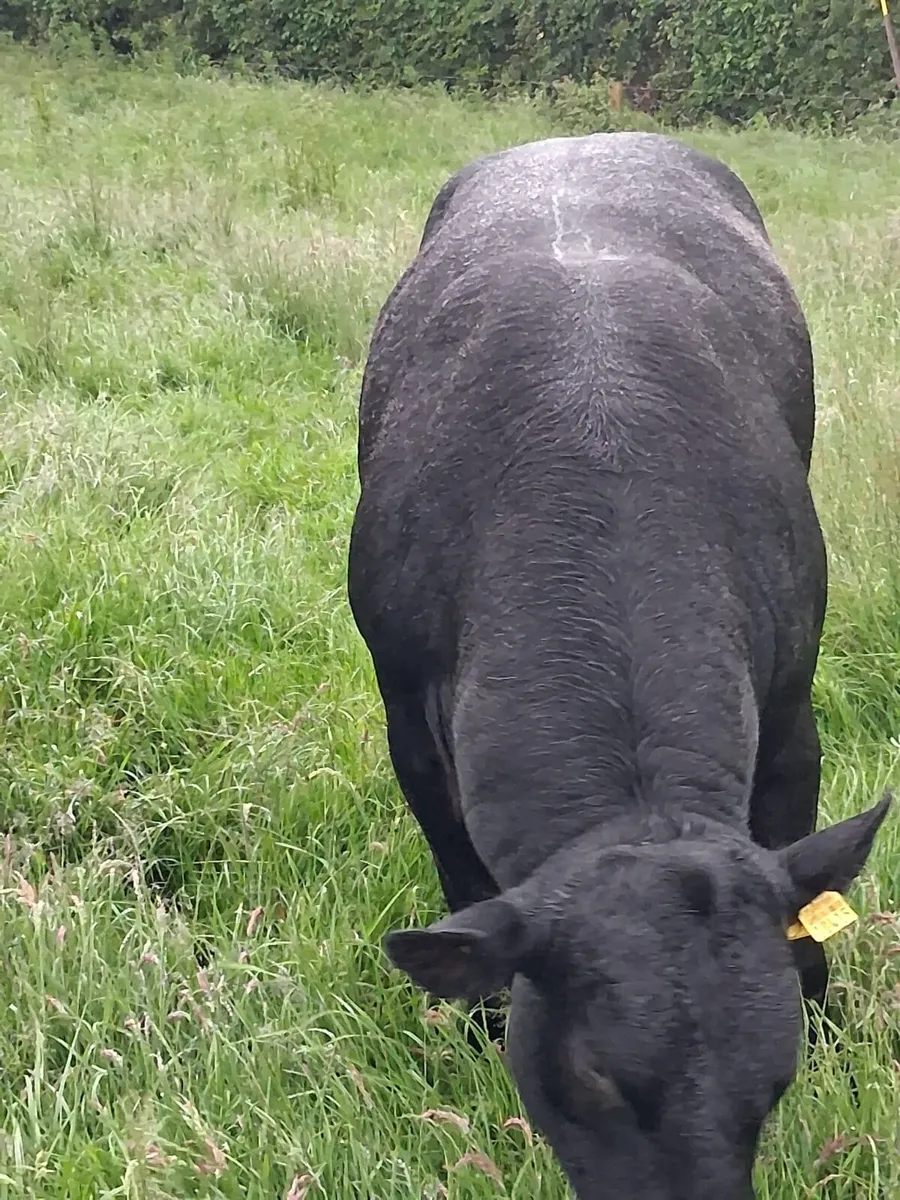 Bull PB - Image 4