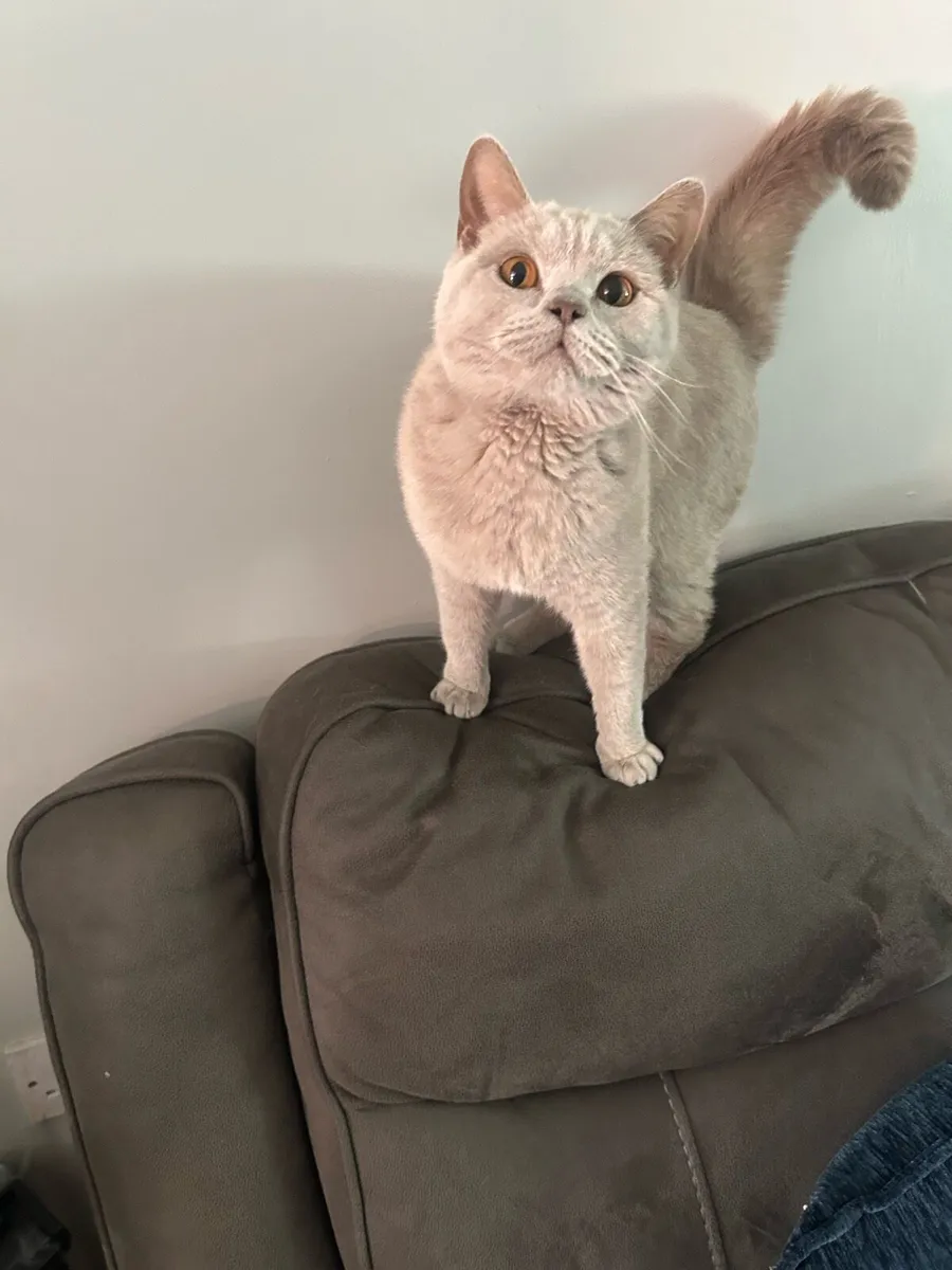 British shorthair - Image 1