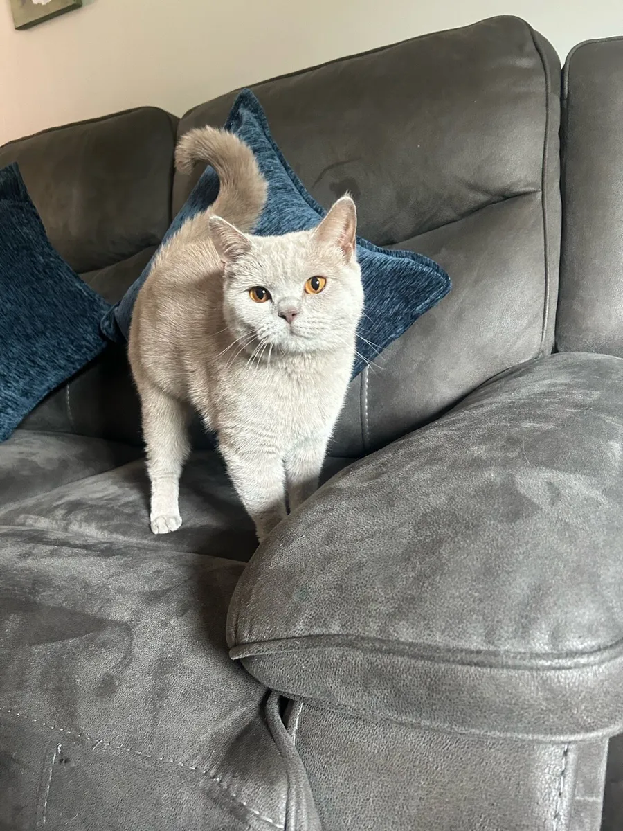 British shorthair - Image 2